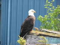 Bald Eagle